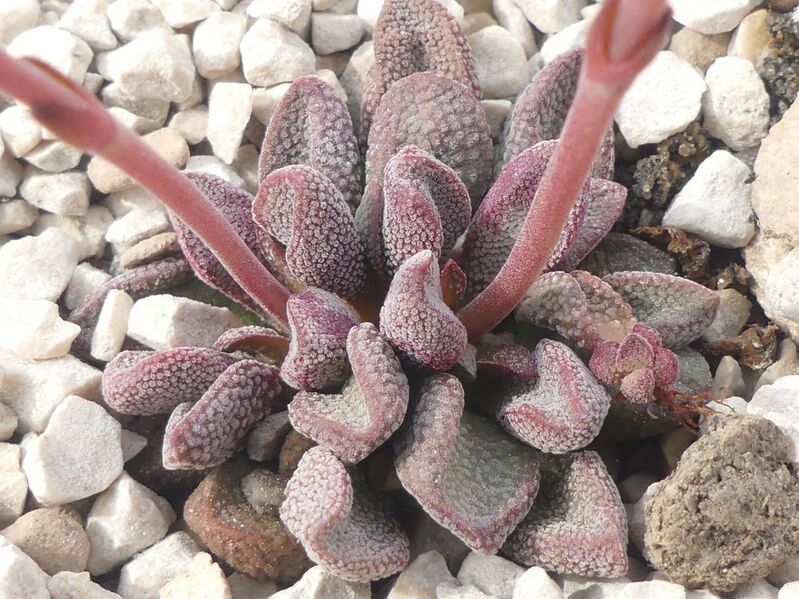 Fájl:Crassula fragarioides.LZ 01.jpg
