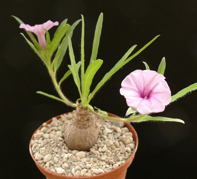 Fájl:Ipomoea oenotherae.HS 01.jpg