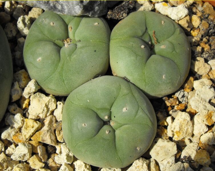 Fájl:Lophophora diffusa-011.jpg