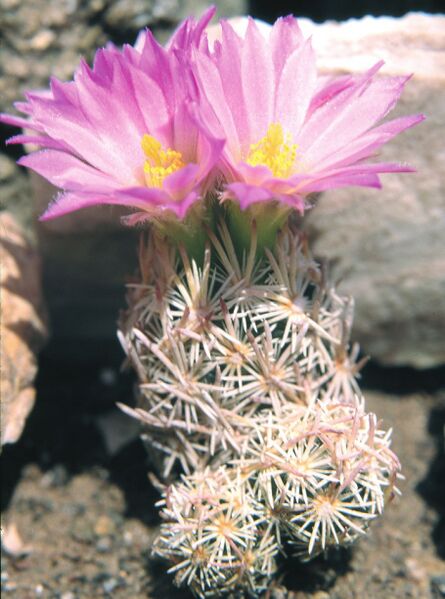 Fájl:Pozsgáslap 035-000.jpg