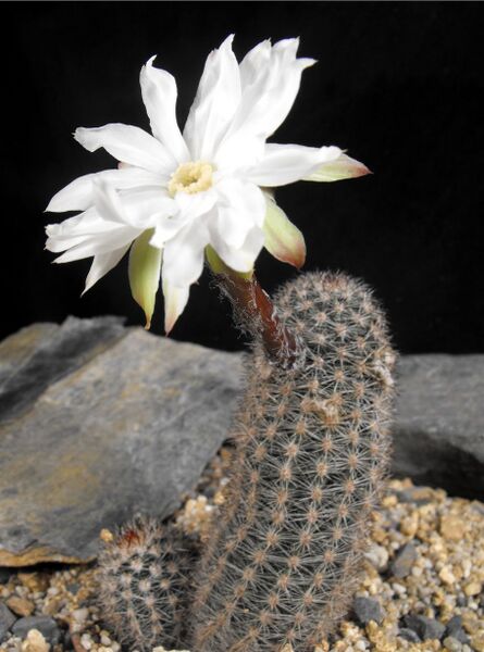 Fájl:Pygmaeocereus bylesianus 01-000.jpg