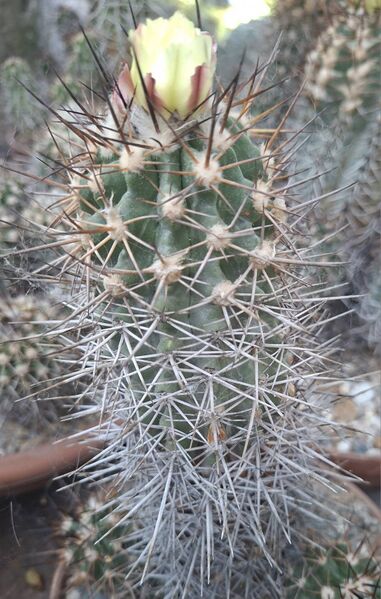 Fájl:Copiapoa megarhiza.HL 01.jpg
