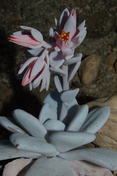Fájl:Echeveria laui.PL 01.jpg