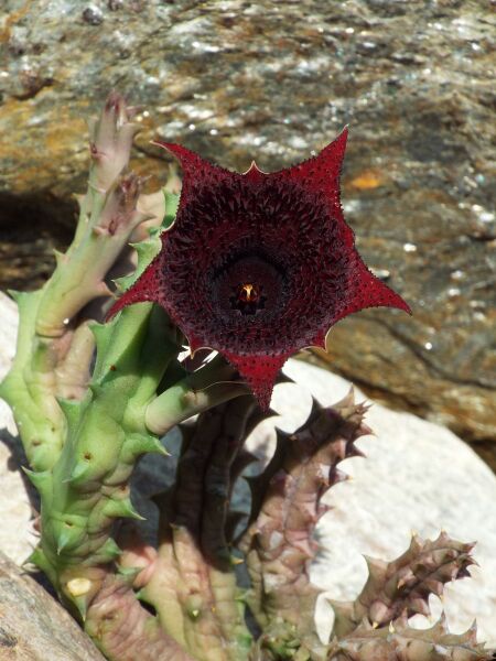 Fájl:Huernia keniensis-000.jpg
