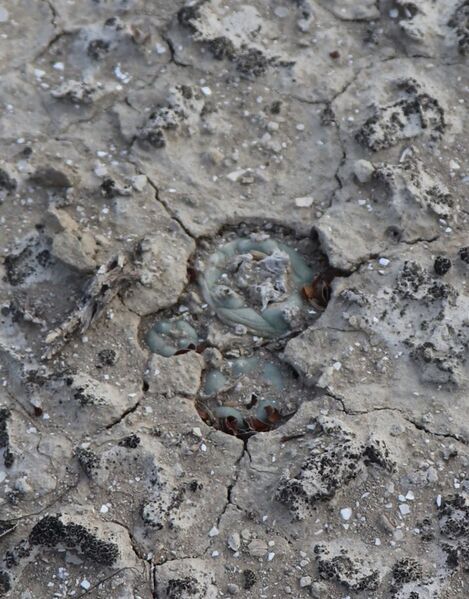 Fájl:Lophophora koehresii-003.jpg