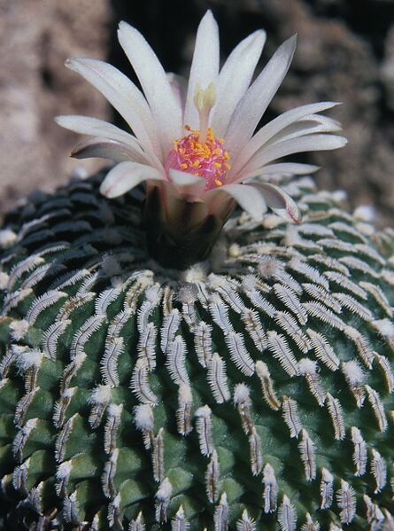 Fájl:Pozsgáslap 070-000.jpg