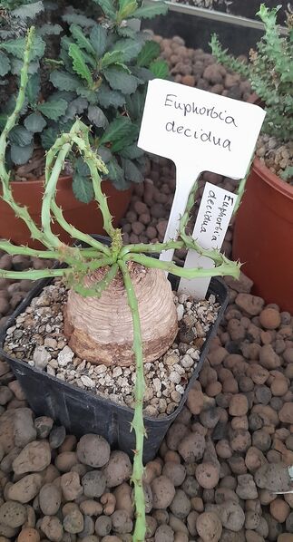 Fájl:Euphorbia decidua.JCs 01.jpg