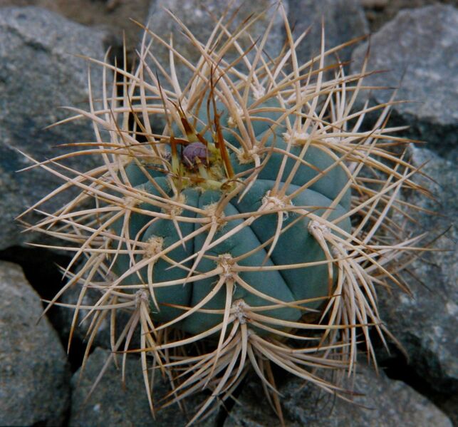 Fájl:Gymnocalycium spegazzinii cardenasianaum01-001.jpg