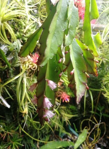 Fájl:Lepismium floribundum.VZs 03.jpg