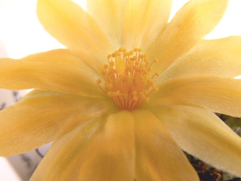 Fájl:Mammillaria beneckei-1.jpg