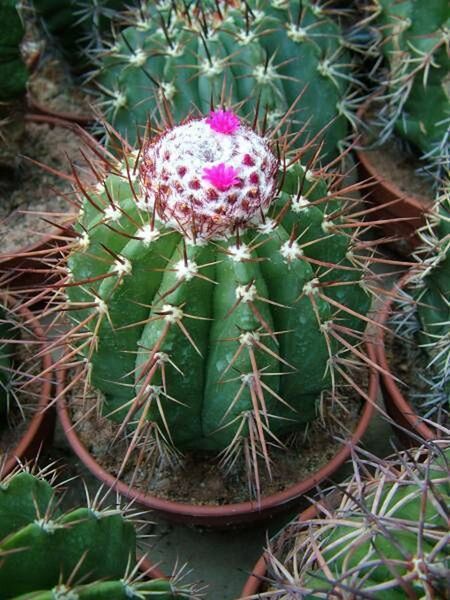 Fájl:Melocactus oreas subsp. cremnophilus.Békefi 01.jpg