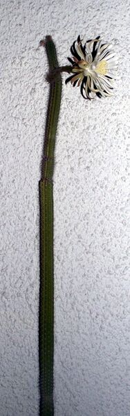 Fájl:Peniocereus serpentinus-002.jpg