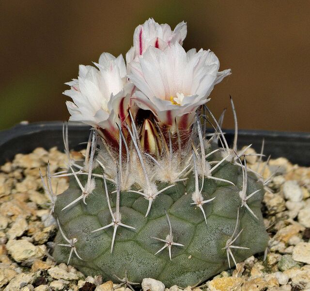 Fájl:Turbinicarpus hoferi.SzJ 01.jpg
