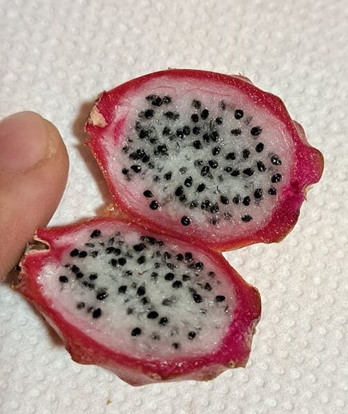 Fájl:Weberocereus rosei.VZs 02.jpg