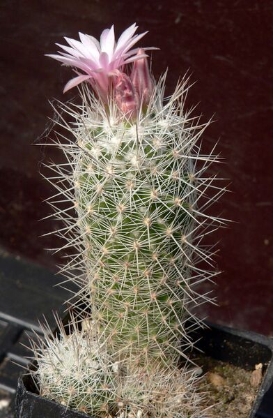 Fájl:Escobaria strobiliformis MK26.74.SzJ 01.jpg