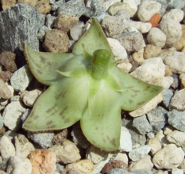 Fájl:Huerniopsis decipiens-002.jpg