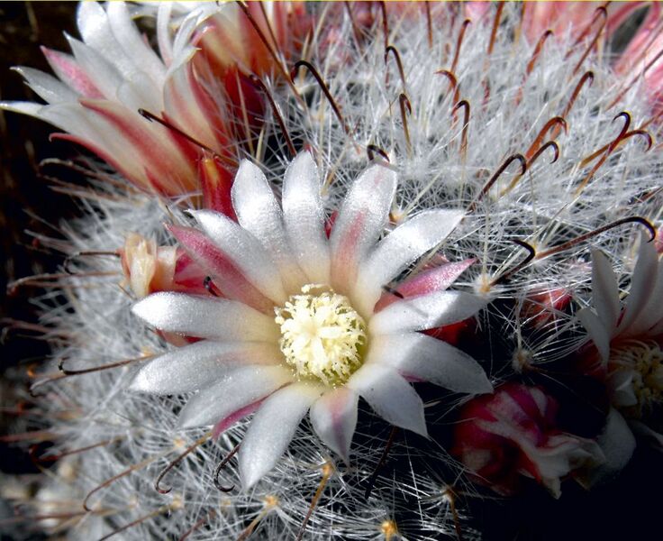 Fájl:Mammillaria bocasana eschauzierii-2.jpg