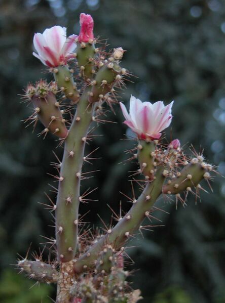 Fájl:Opuntia salmiana-0.jpg