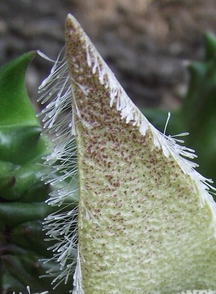 Fájl:Orbea ciliata-2.jpg