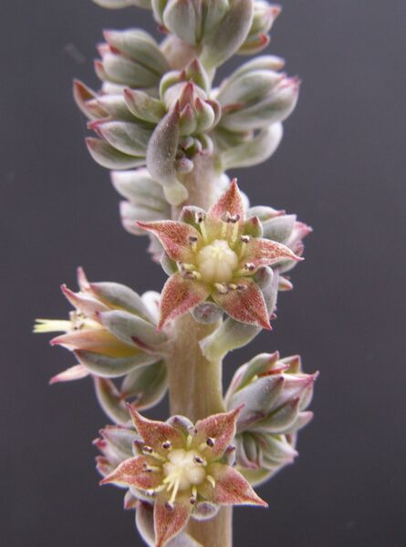 Fájl:Thompsonella minutiflora-0.jpg