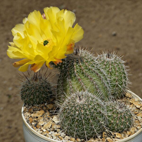 Fájl:Echinocereus stoloniferus tayopensis MAO-195.SzJ 03.jpg