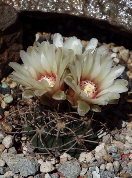 Fájl:Gymnocalycium castellanosii acorrugatum-000.jpg