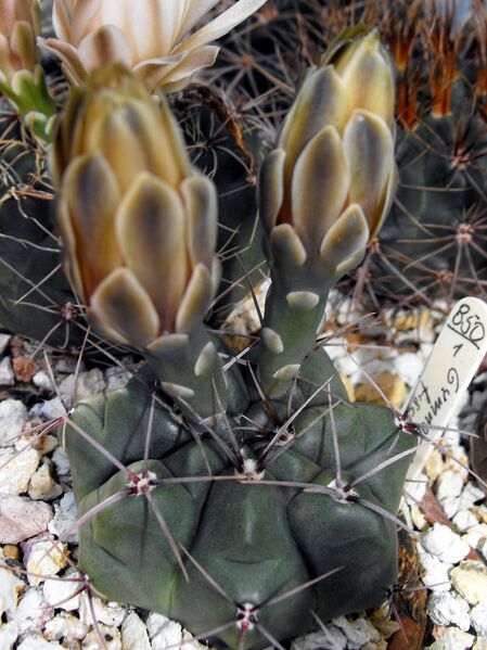 Fájl:Gymnocalycium fischeri-001.jpg