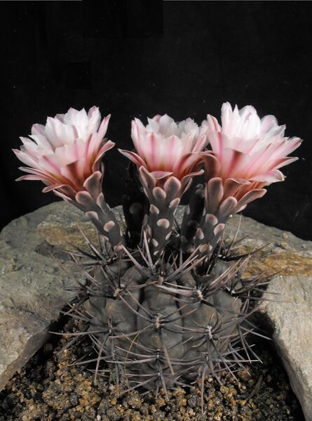 Fájl:Gymnocalycium striglianum-000.jpg