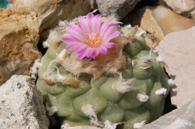 Fájl:Lophophora jourdaniana-002.jpg