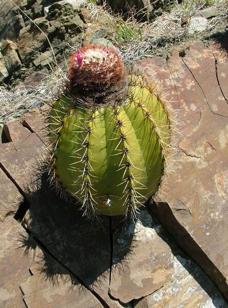 Fájl:Melocactus nagyii.BJ 01.jpg