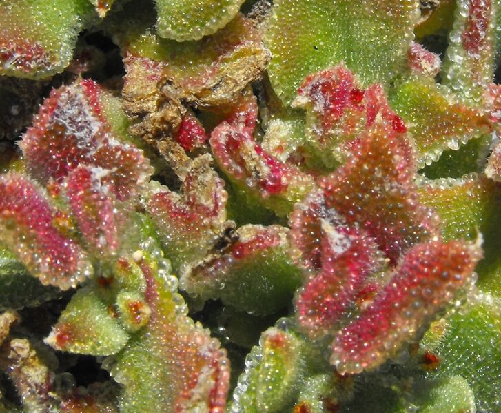 Fájl:Mesembryanthemum crystallinum-002.jpg