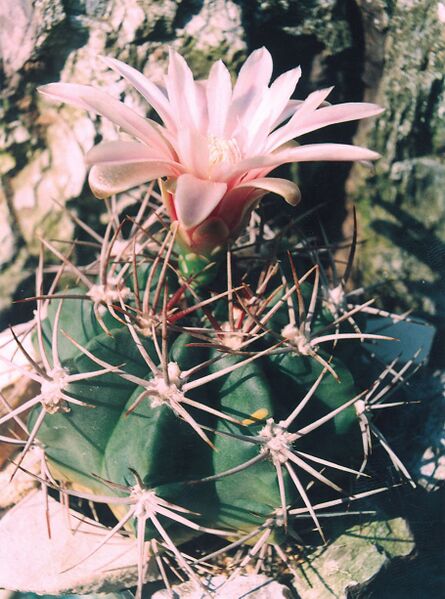 Fájl:Pozsgáslap 087-000.jpg