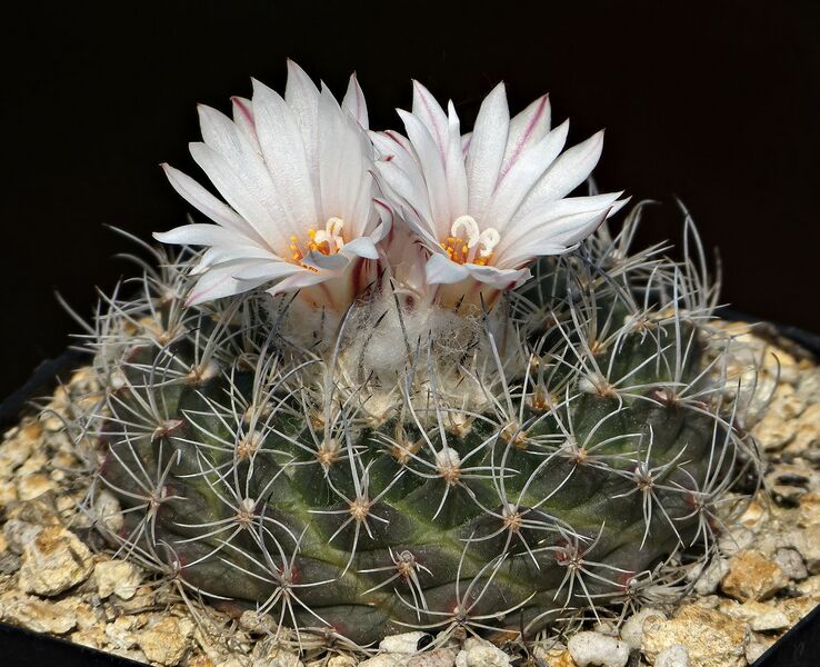 Fájl:Turbinicarpus saueri verduzcoi MZ656.SzJ 02.jpg