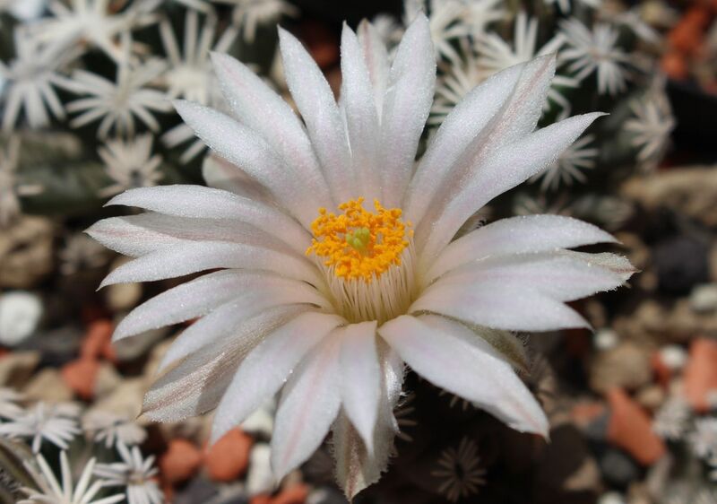 Fájl:Escobaria abdita-003.jpg