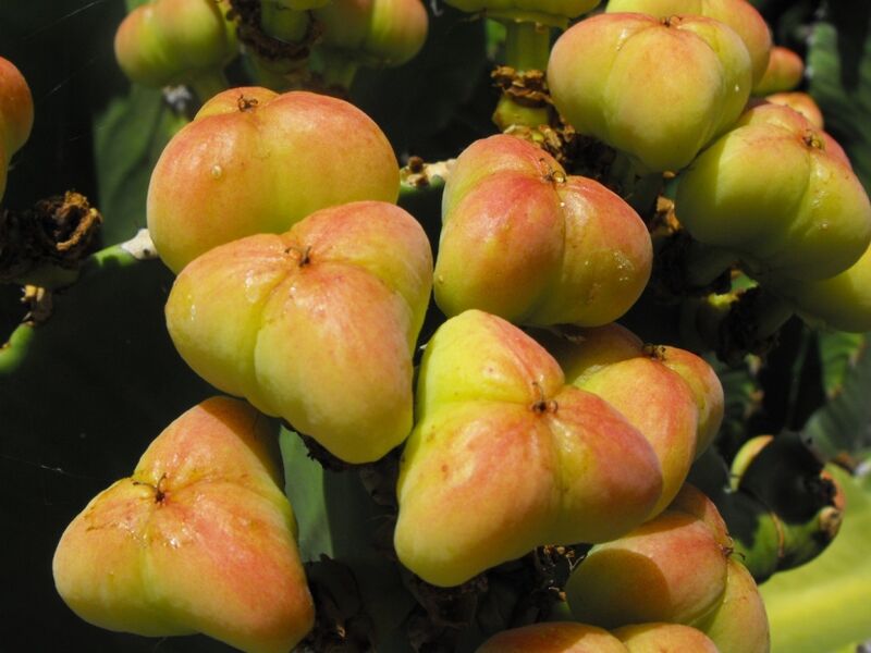 Fájl:Euphorbia ingens-001.jpg