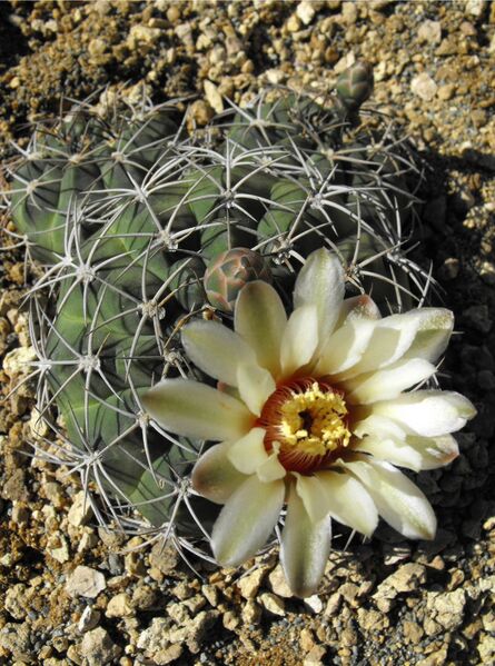 Fájl:Gymnocalycium hybopleurum 01-000.jpg