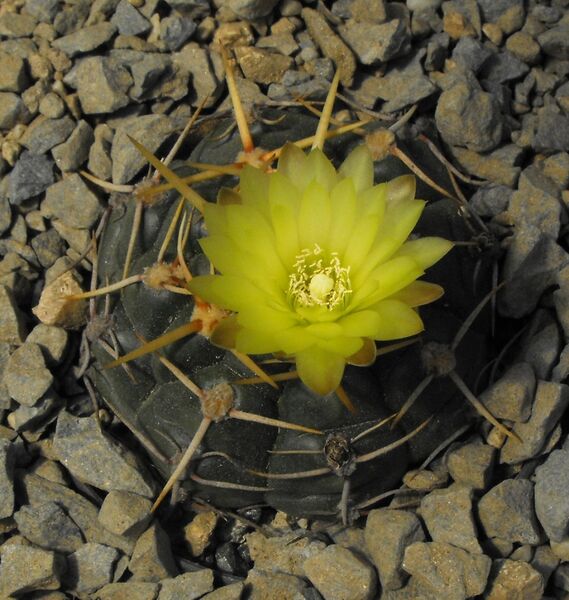 Fájl:Gymnocalycium uruguayense-001.jpg