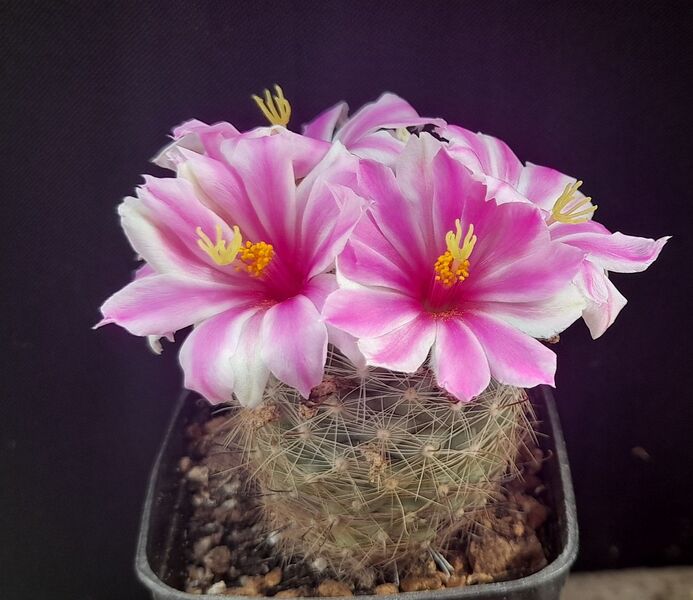 Fájl:Mammillaria boolii.JCs 01.jpg