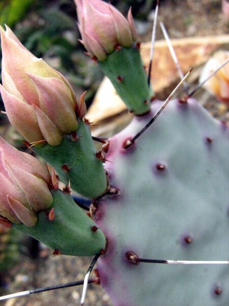 Fájl:Opuntia macrocentra-2.jpg