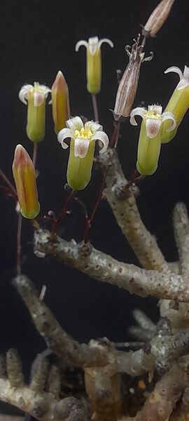Fájl:Tylecodon buchholzianus.JCs 02.jpg