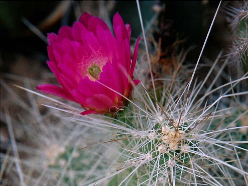 Fájl:Echinocereus parkeri gonzalezii-001.jpg