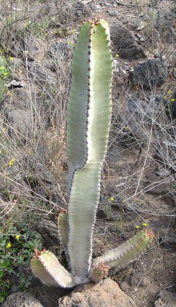 Fájl:Euphorbi canariensis 01-003.jpg