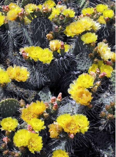 Fájl:Opuntia tortispina-0.jpg