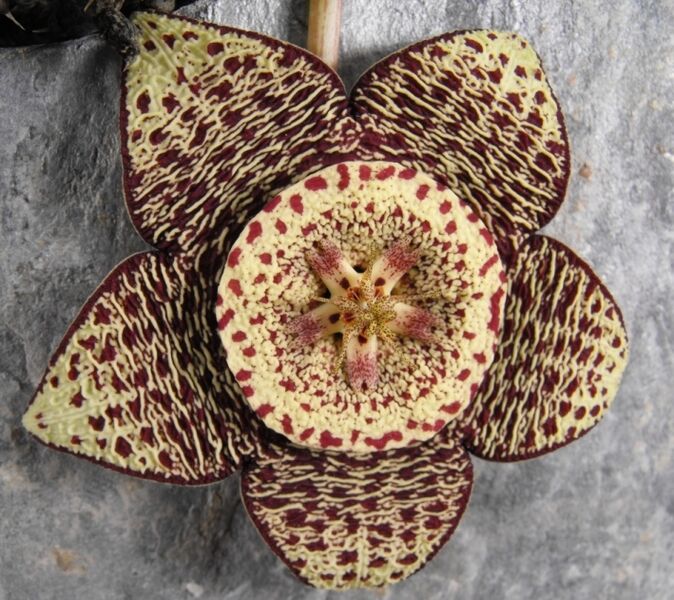 Fájl:Orbea variegata 02-3.jpg