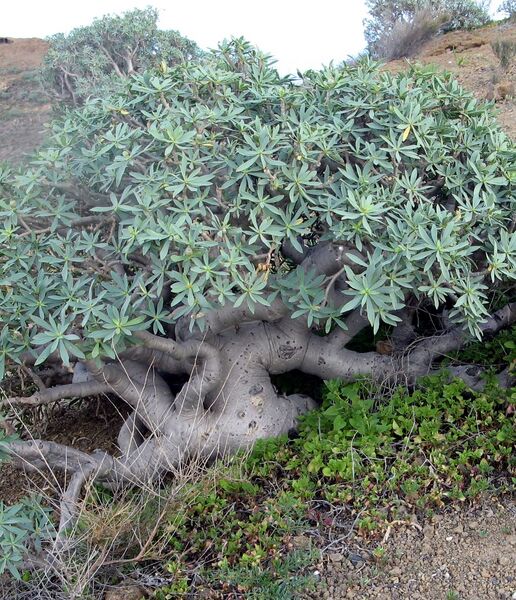 Fájl:Euphorbia balsamifera 1-000.jpg