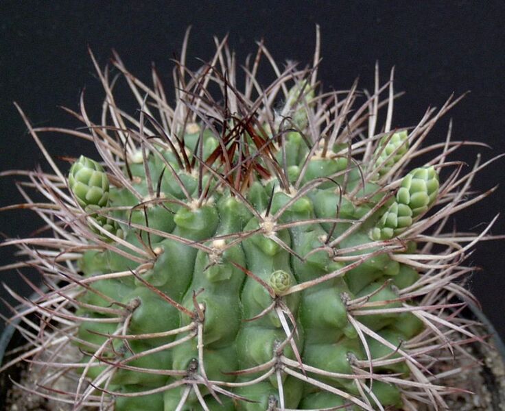 Fájl:Gymnocalycium schickendantzii-002.jpg