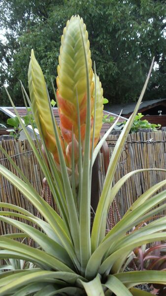 Fájl:Tillandsia jaliscopinicola.HF 01.jpg