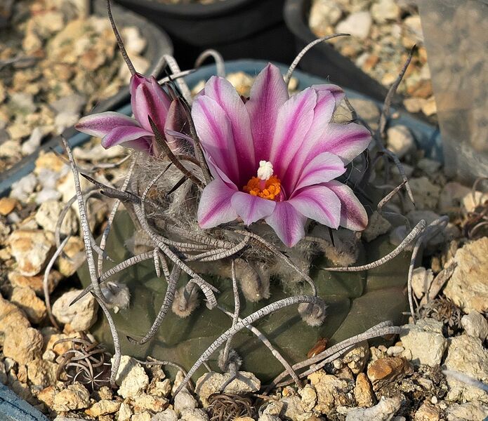 Fájl:Turbinicarpus schmiedickeanus rubriflorus.SzJ 01.jpg