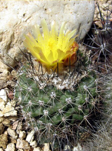 Fájl:Copiapoa humilis subsp humilis-000.jpg