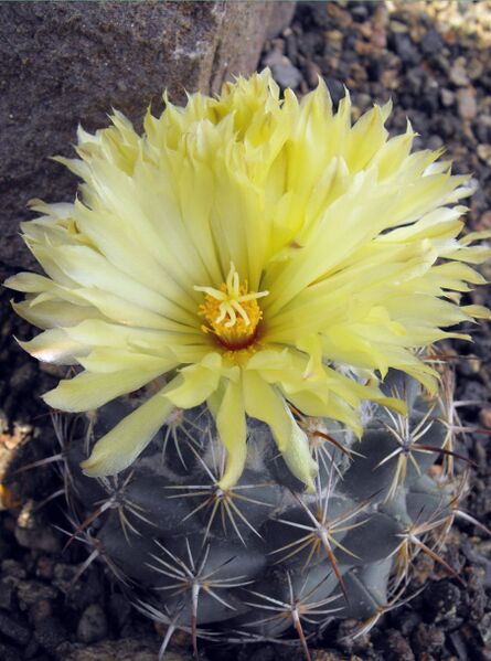 Fájl:Coryphantha cornifera-000.jpg